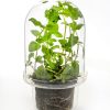 Carnivore Vase XL Carnivore Vase XL