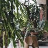 Eames Elephant (Plywood)Eames Elephant (Plywood) walnoot naturel
